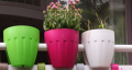 Flower Pot